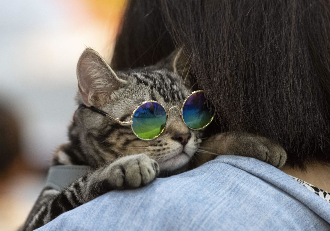 A cat wearing glasses leans on the shoulder of its owner at the "Pet Expo Championship" in Bangkok on Friday, August 30.