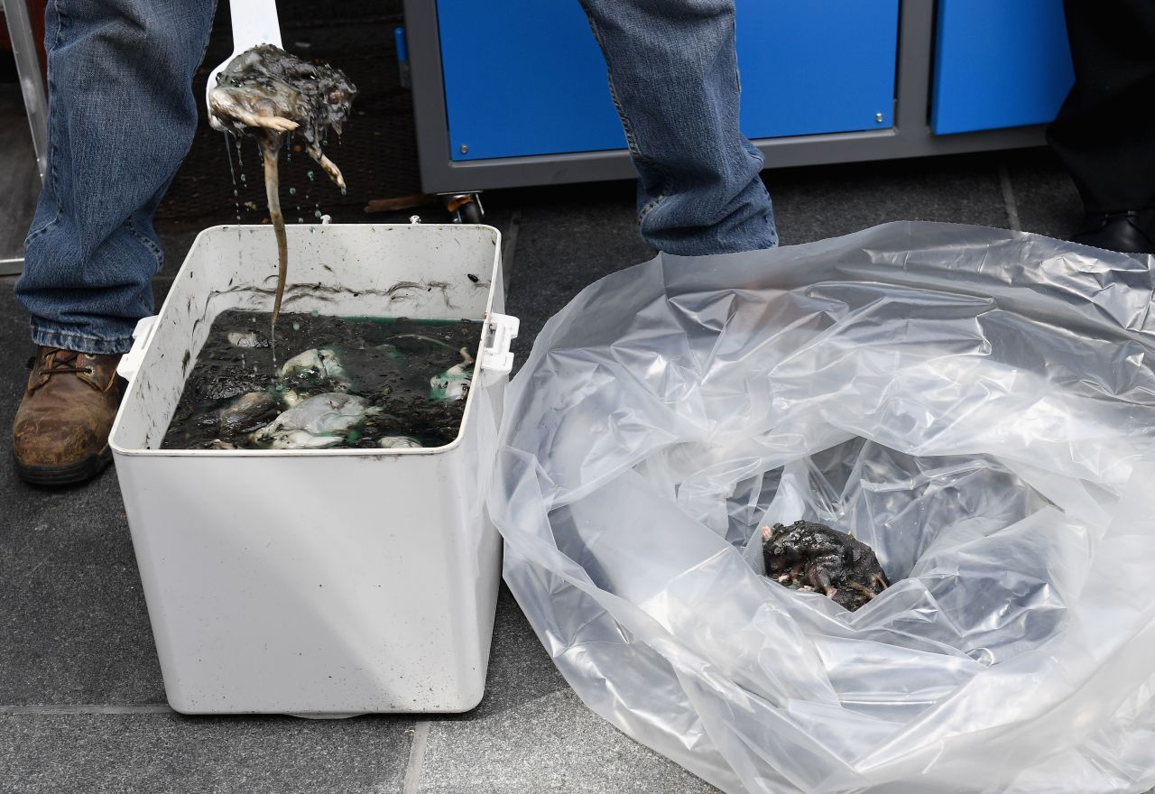 A city sanitation worker scoops up dead rats during Thursday's press conference.