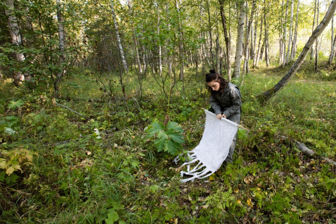 A member of health researcher Micah Hahn's team looks for ticks that may now survive in Alaska.