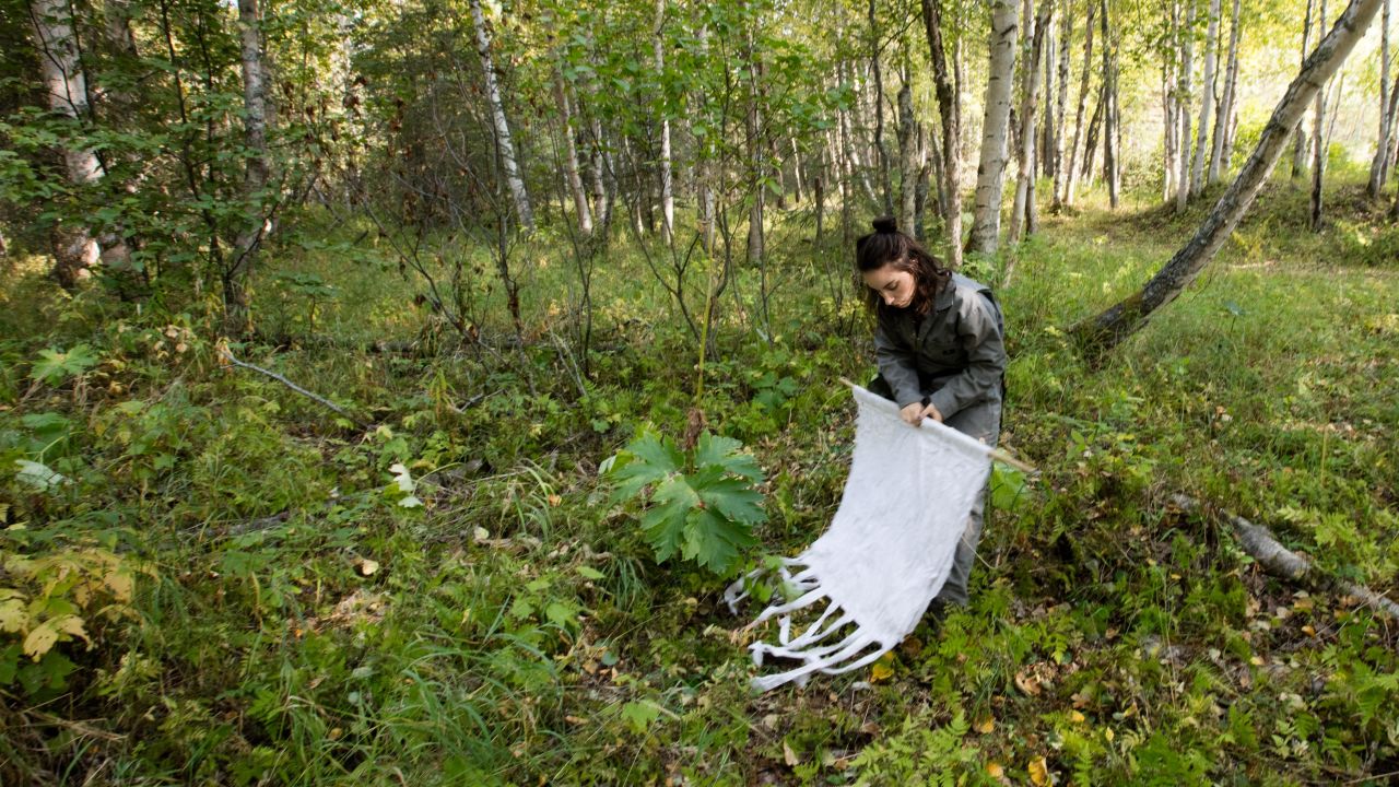 A member of health researcher Micah Hahn's team looks for ticks that may now survive in Alaska.