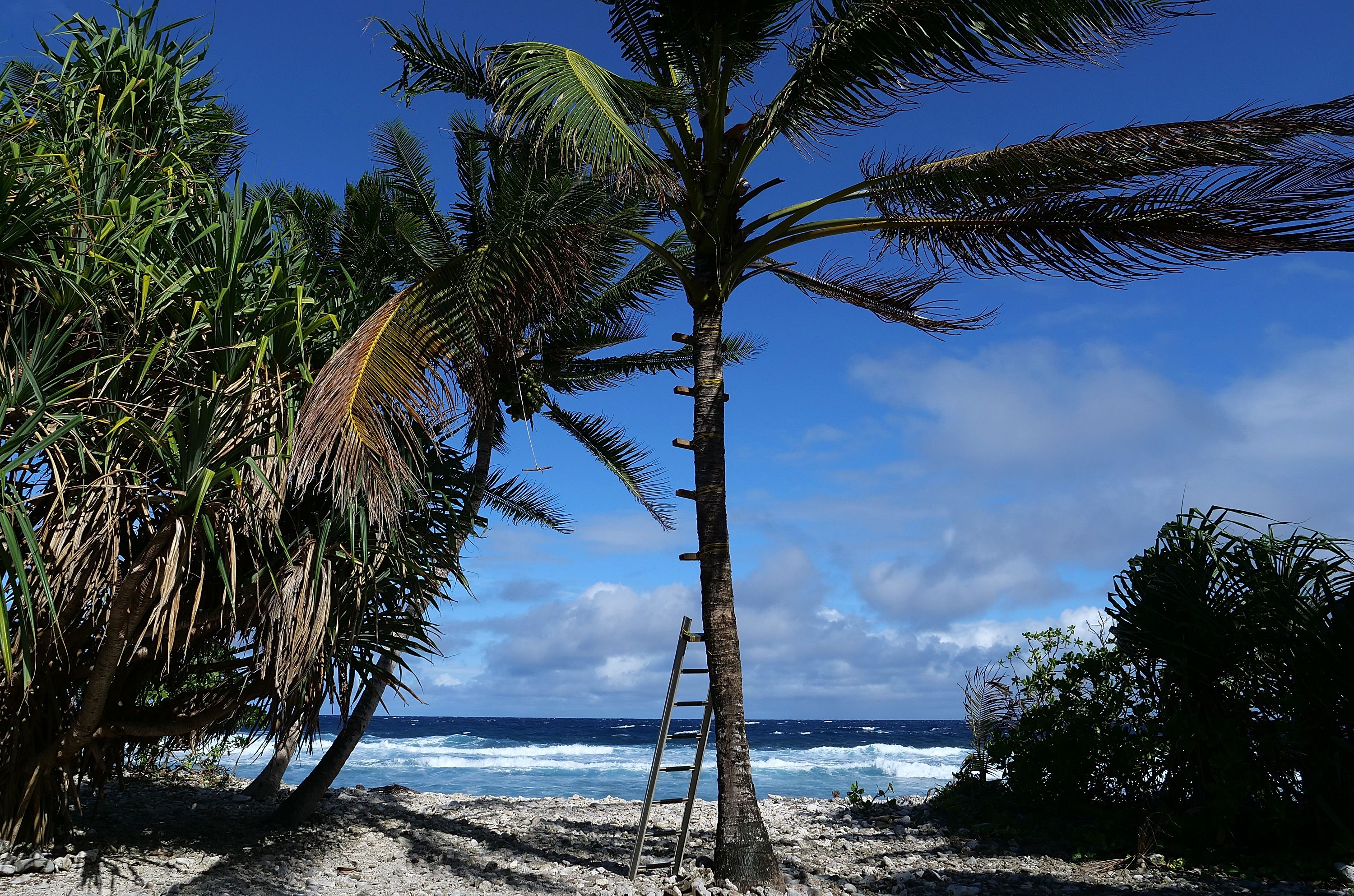 Palm trees in Antarctica? Coconuts!, Climate science