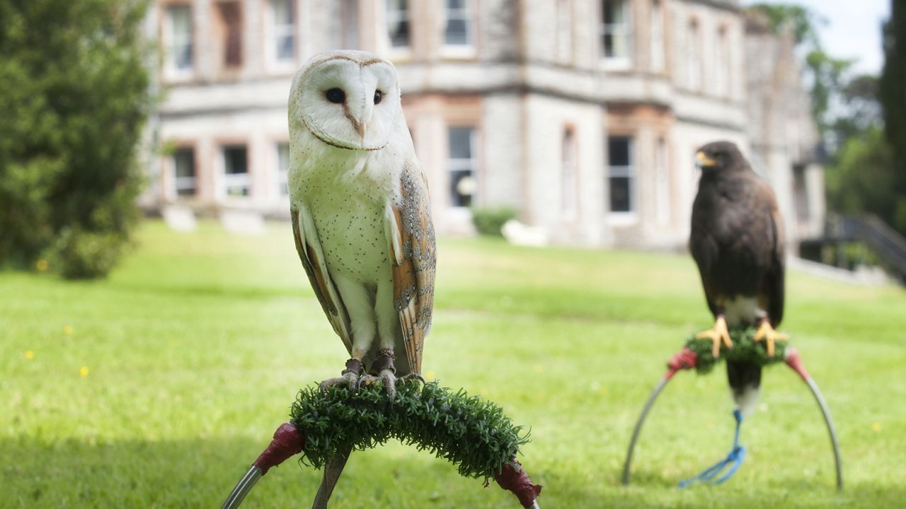 Falconry is one of the options at Castle Leslie. 