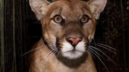 The mountain lion, known as P-61 to researchers, was struck and killed on the 405 freeway.