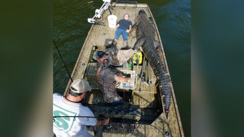 alligator gator lethal trnd westernmassnews
