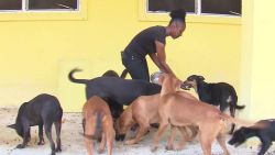 animal shelter freeport bahamas valdes pkg vpx _00001407.jpg