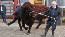 A plain clothes police officer is knocked backwards as Britain's Prime Minister Boris Johnson (R) tries to steer a bull during a visit to Darnford Farm in Banchory near Aberdeen in Scotland on September 6, 2019. - Prime Minister Boris Johnson heads to Scotland on Friday in campaign mode despite failing to call an early election after MPs this week thwarted his hardline Brexit strategy. (Photo by Andrew Milligan / POOL / AFP)        (Photo credit should read ANDREW MILLIGAN/AFP/Getty Images)