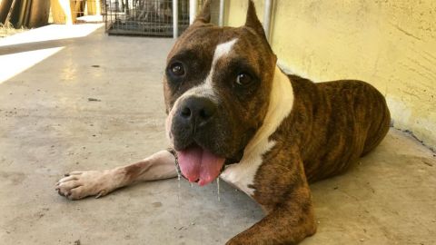 Appolina is a survivor of the flooding that killed about 90 dogs at an animal shelter in Freeport, Bahamas. She a Staffordshire Bull Terrier and available for adoption.