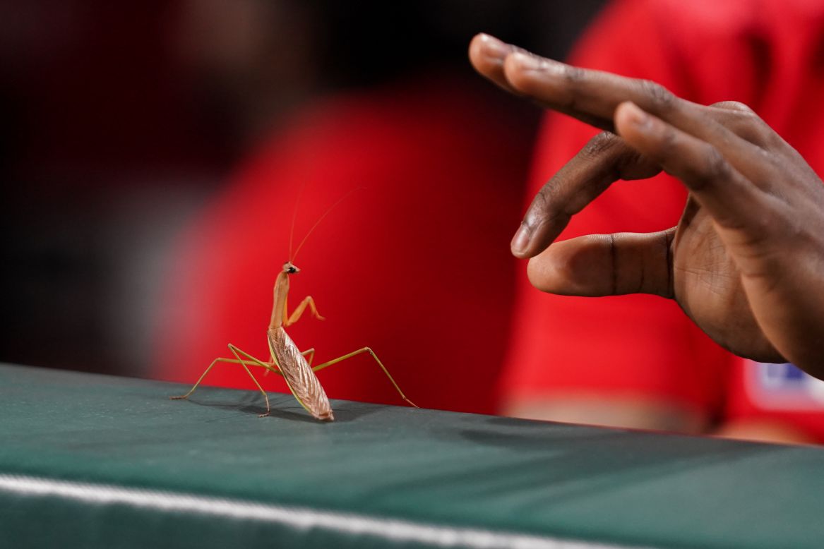 A Philadelphia Phillies player attempts to grab a mantis sitting on the dugout rail during an MLB game against the Cincinnati Reds at Great American Ball Park in Cincinnati, Ohio, on September 4.