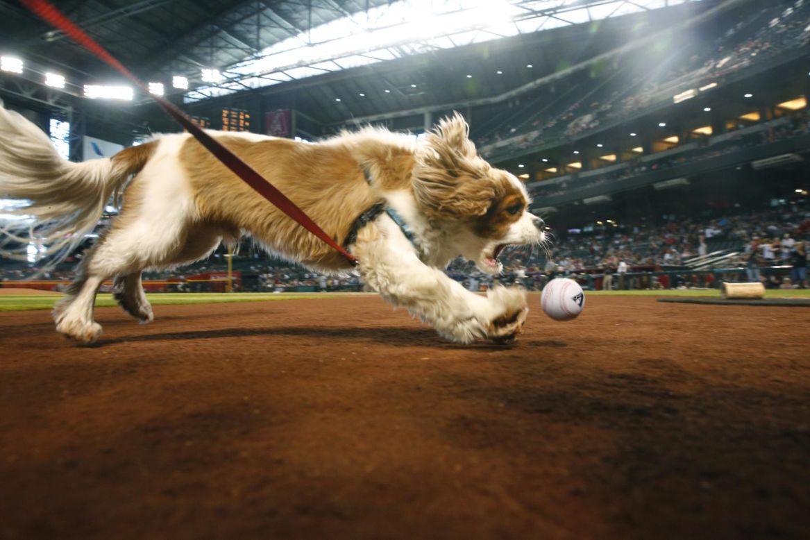 A dog fetches a ball before a game between the Diamondbacks and the Padres on September 2 in Phoenix. Every ticket sold for the "Bark in the Park" promotion benefited the Arizona Animal Welfare League and allowed fans to catch a game with their canine companion.