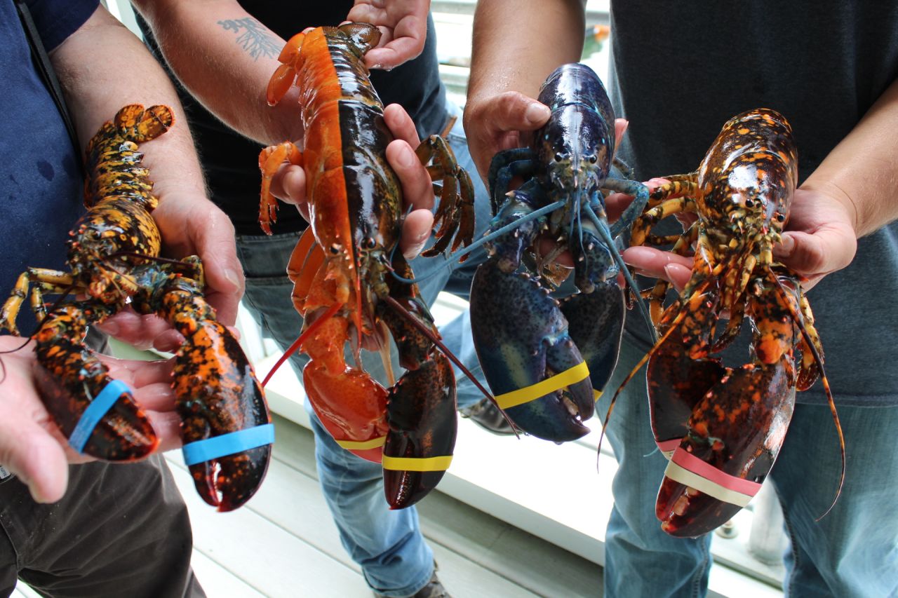 The crew of rare lobsters at the Maine Center for Coastal Fisheries.