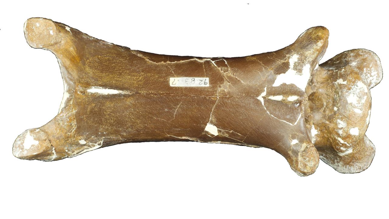 One of Cryodrakon's neck bones.