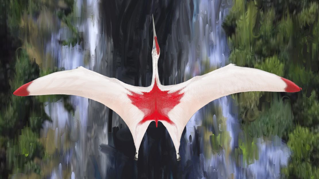 This is an artist's illustration of Cryodrakon boreas, one of the largest flying animals that ever lived during the Cretaceous period. Although researchers don't know the color of Cryodrakon's plumage, the colors shown here honor Canada, where the fossil was found.