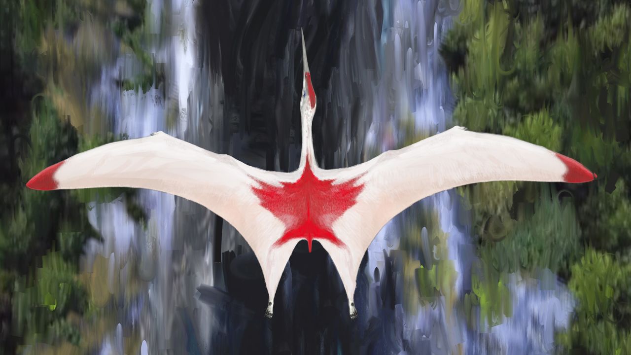 An artist's illustration of Cryodrakon boreas, one of the largest flying animals that ever lived during the Cretaceous period. Although researchers don't know the color of Cryodrakon's plumage, the colors shown here honor Canada, where the fossil was found.