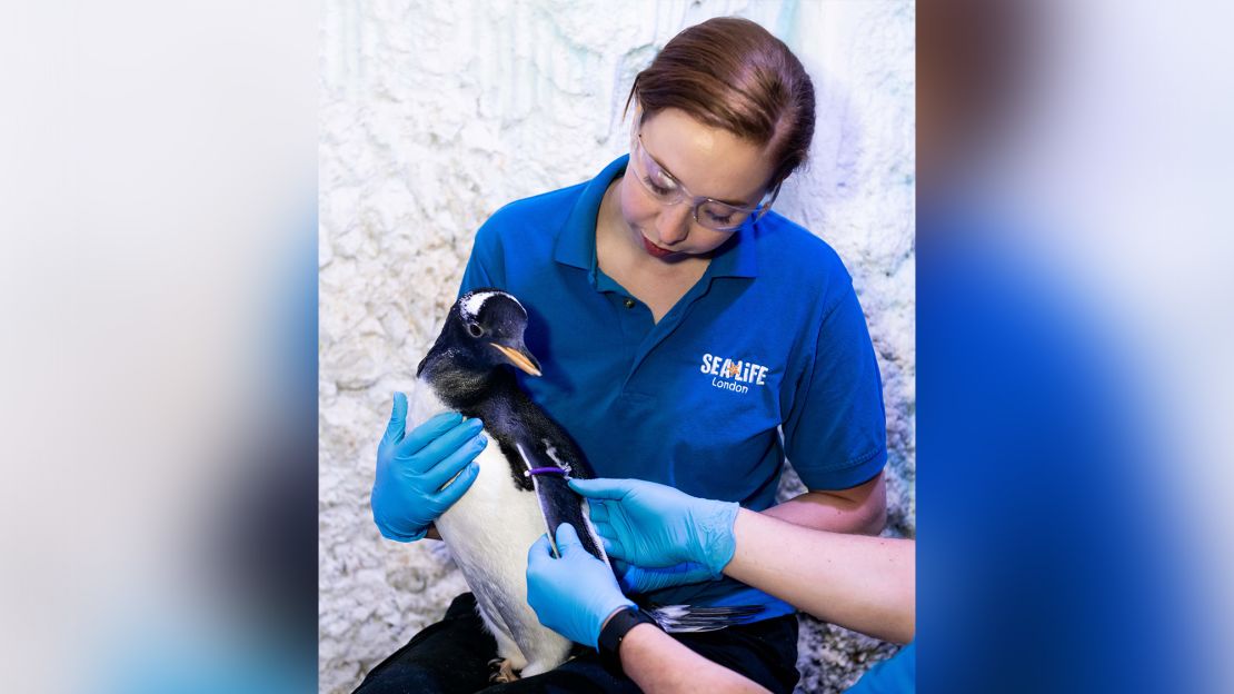 SEA LIFE London Aqaurium's Charlotte Barcas helps place a purple identification tag on the aquarium's first Gentoo penguin to not have its gender assigned.