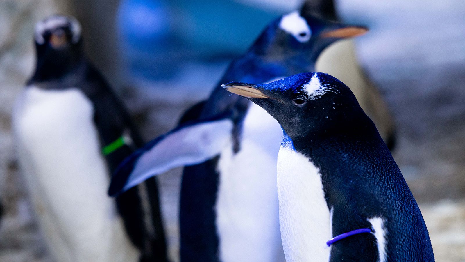 London aquarium to raise ‘genderless’ penguin