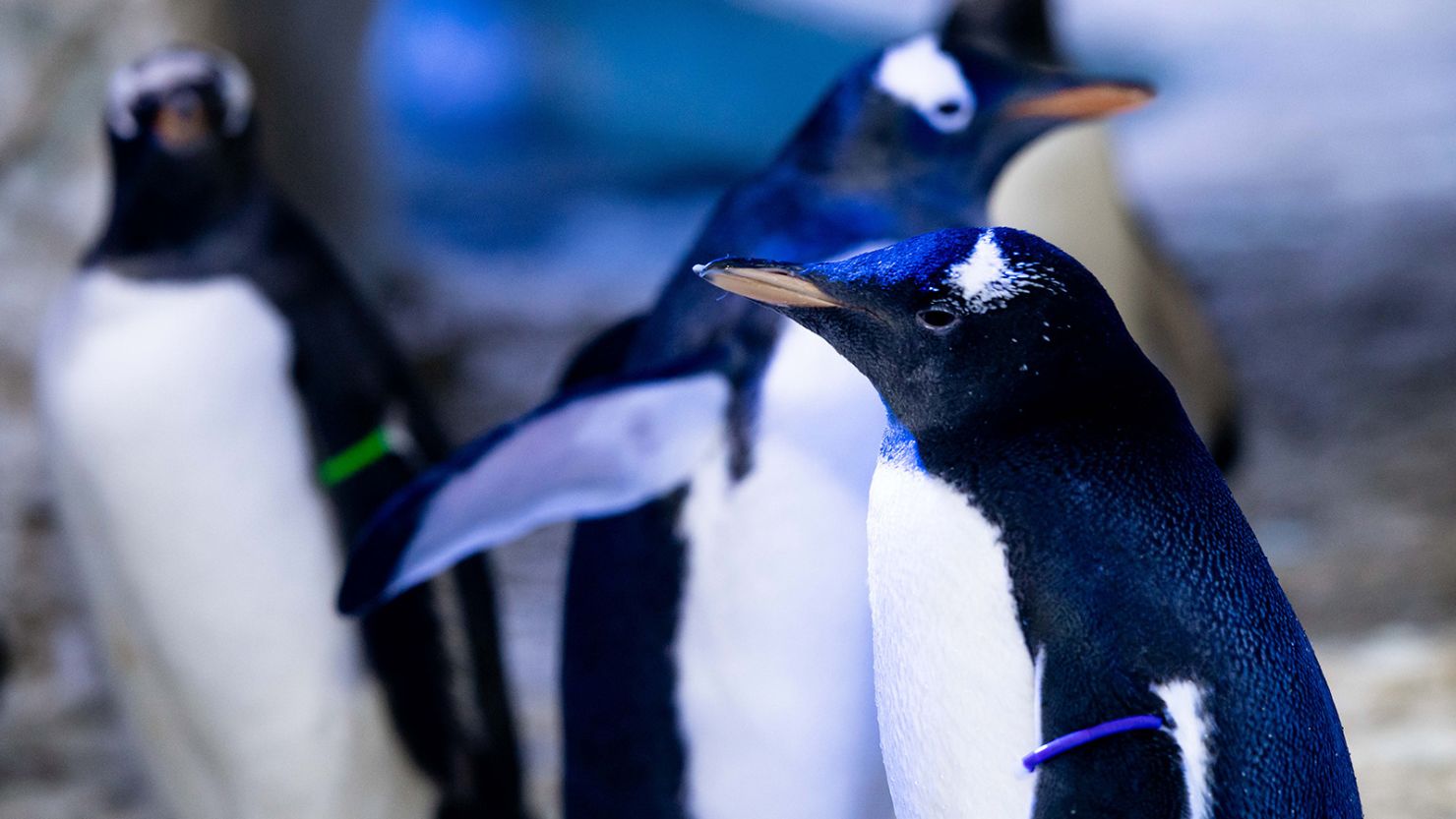 The penguin is the first to not have its gender assigned by the aquarium