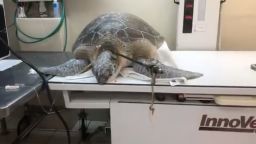 From The Turtle Hospital on Facebook: "Update on Splinter, sub-adult green sea turtle speared😞🐢! No words for this horrific act. All species of sea turtles in and around the United States are protected by Federal and State Laws. It is a felony to touch or harm a sea turtle in the United States. Please share this video and help us educate the general public"