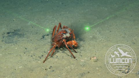 The red deep-sea crab is supposed to look more like this.