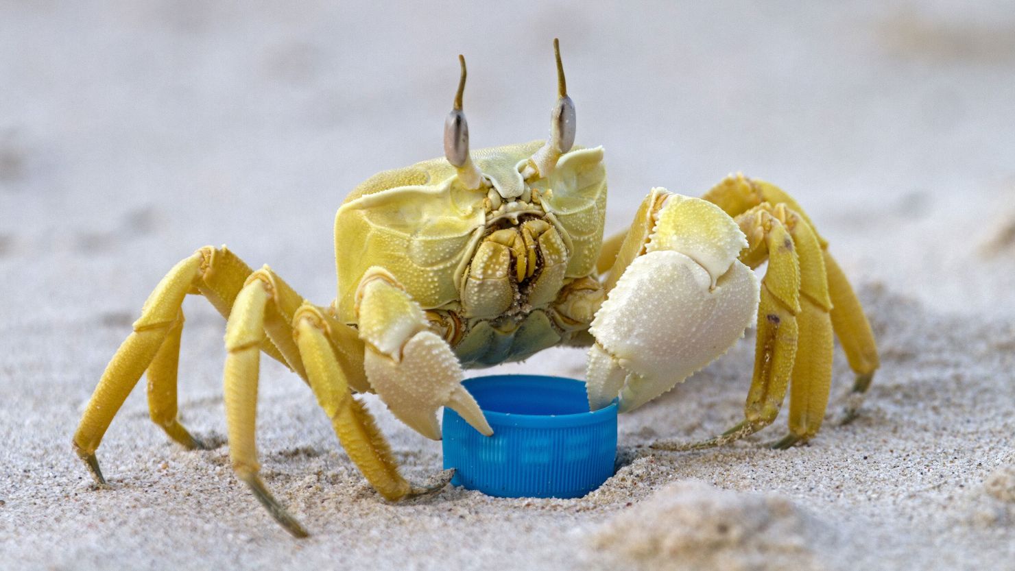 Researchers studied the ghost crab and found that it could produce a "rasping sound" by "grinding the teeth of the foregut."