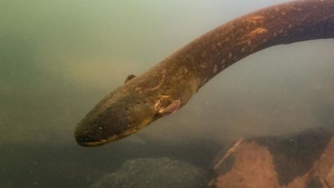 'Electrophorus voltai,' one of the two newly discovered electric eel species.