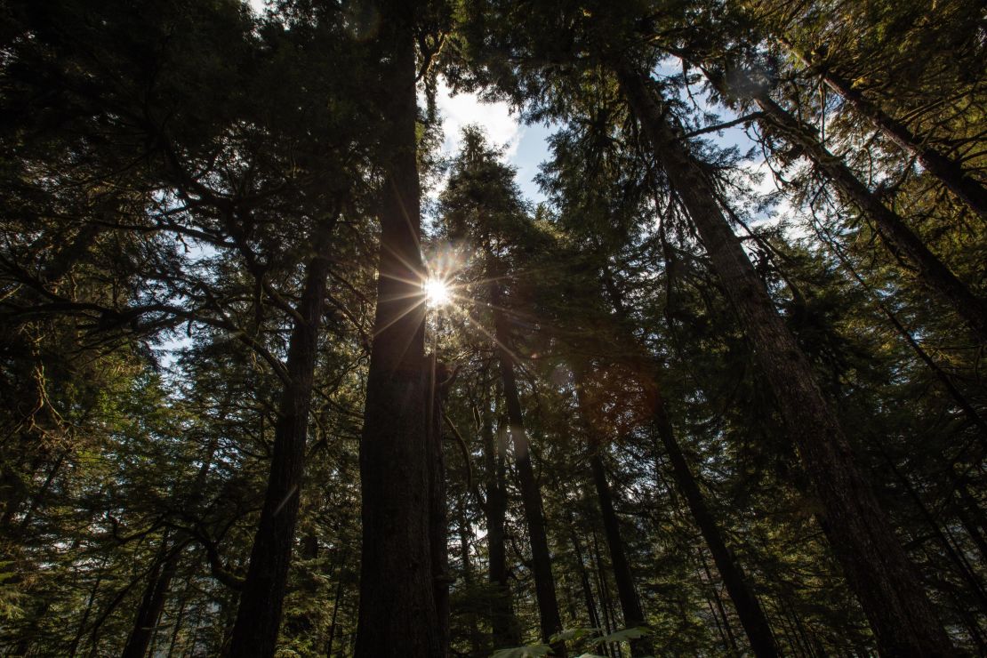 Towering trees in the Tongass National Forest may be 500 or 600 years old.