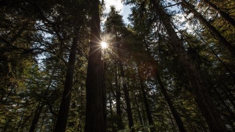Towering trees in the Tongass National Forest may be 500 or 600 years old.