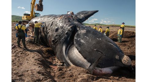 Researchers investigate the death of Punctuation, a grandmother right whale who'd been studied for nearly 40 years. She was killed in a boat collision.