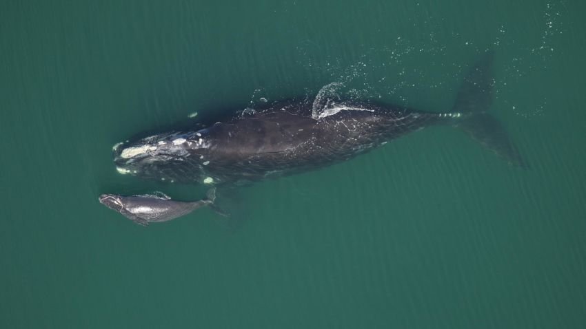 Catalog #4094 and calf sighted approximately 5 NM off Ponte Vedra Beach, FL. This was #4094's first calf. Photo taken: February 1, 2016.