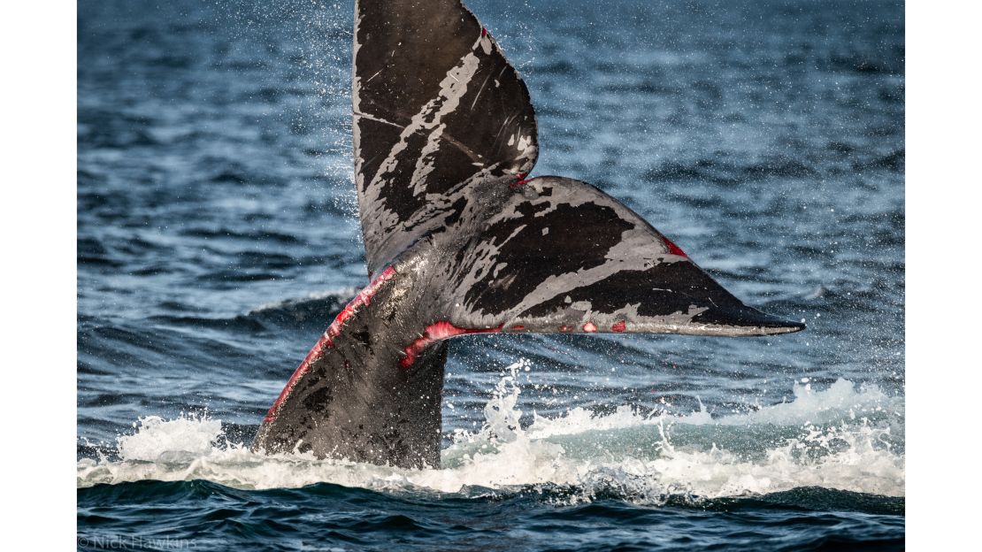 North Atlantic right whales like this one struggle to free themselves from fishing gear. Entanglement is one of their leading causes of death.