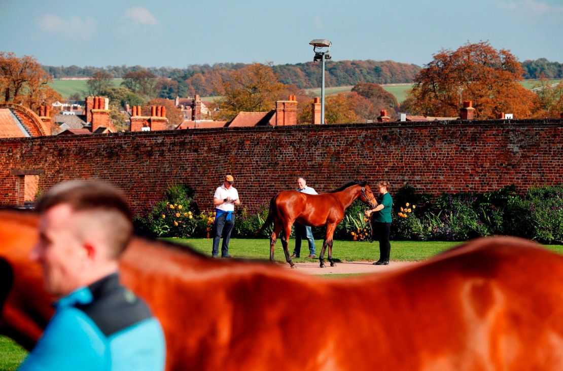 Potential buyers can inspect horses before the auction.