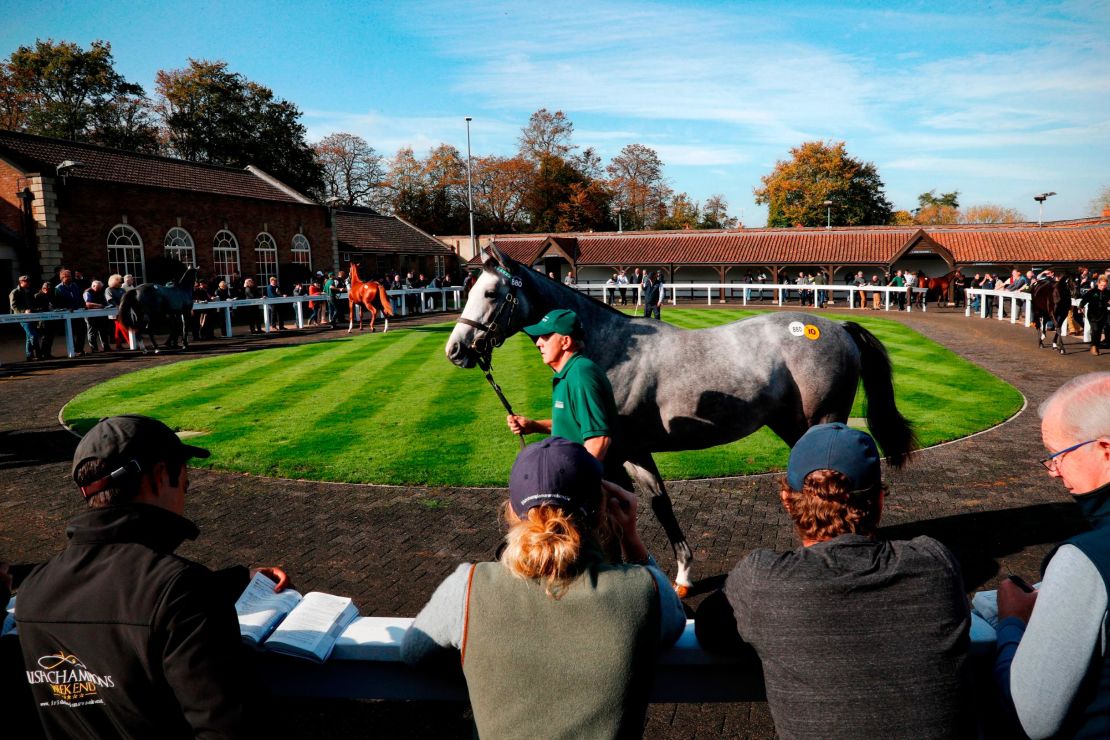 A horse is walked through the parade ring at the Tattersalls Bloodstock Auction in Newmarket.