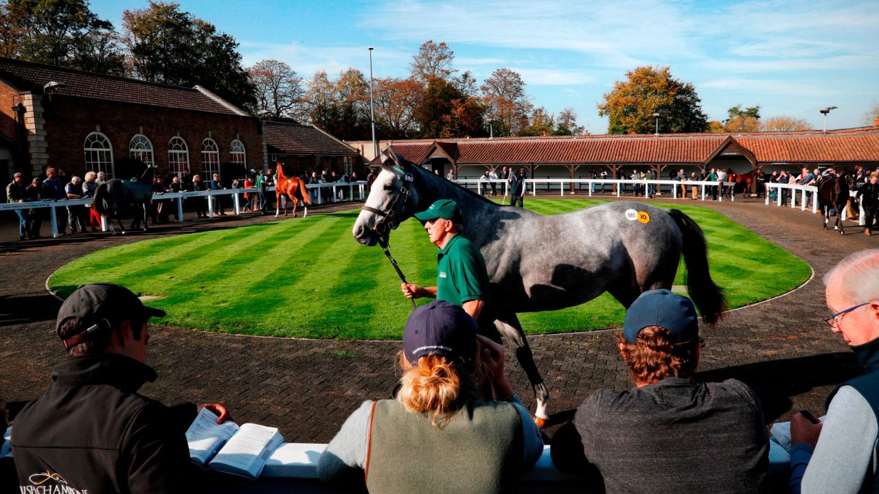 A horse is walked through the parade ring at the Tattersalls Bloodstock Auction in Newmarket.