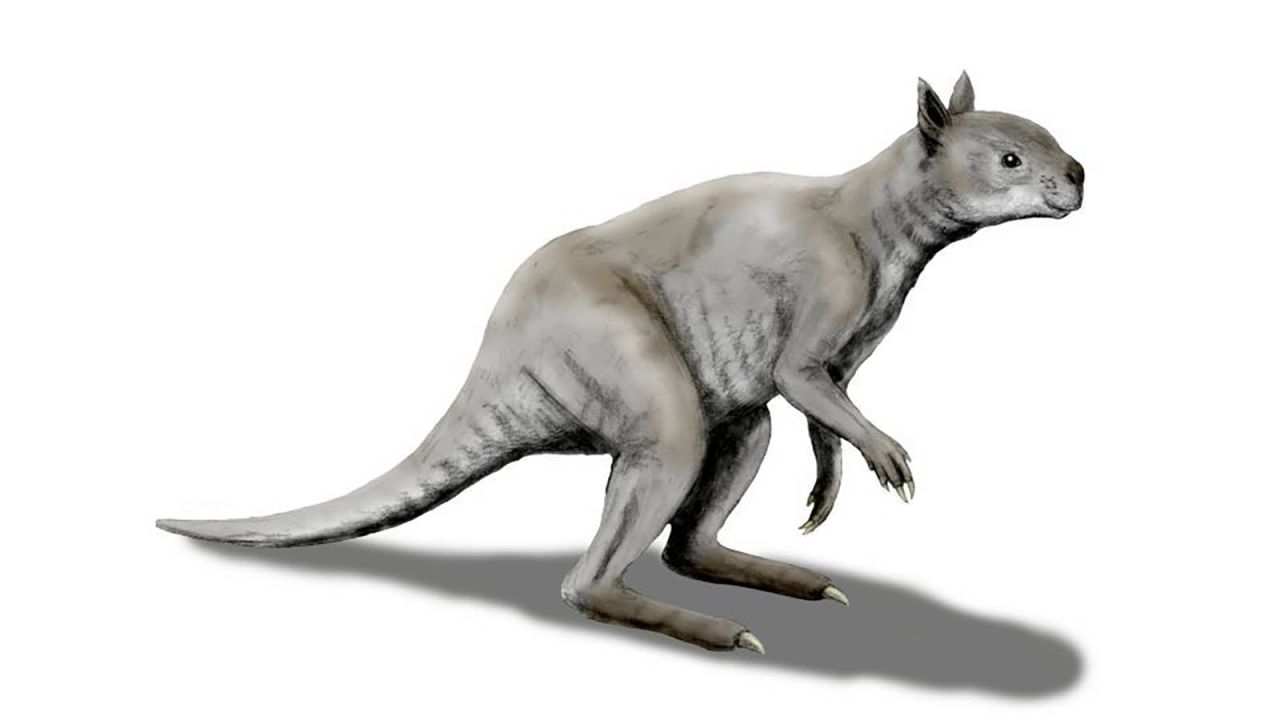 An artist's illustration shows how different an ancient "short-faced" kangaroo called Simosthenurus occidentalis looked, as opposed to modern kangaroos. Its skull more closely resembles a koala.