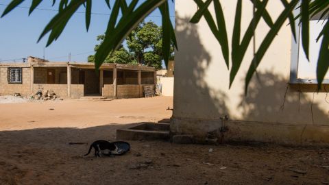 Animals sex videos in Dakar