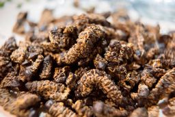 A dish of Mopani worms, imported from Zimbabwe.