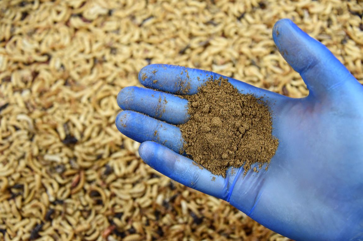 An employee holds insect protein powder at an experimental insect farm in Dole, in eastern France. Cricket protein, for example, is said to be a "complete protein" just like fish, meat, dairy and eggs. 