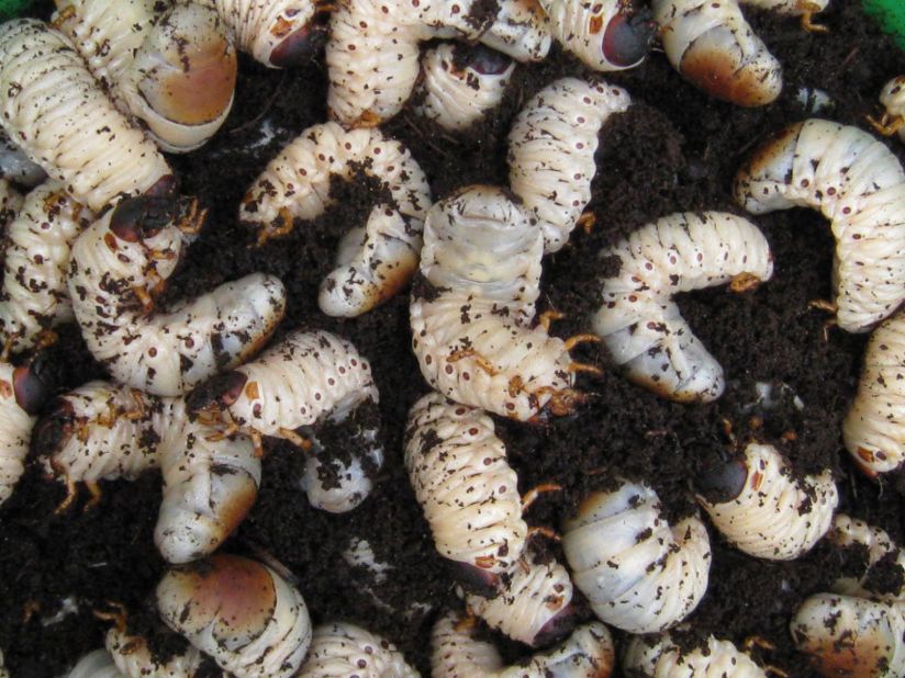 Palm weevil larvae are about 55% fat, 33% protein, have medium to high levels of all nine essential amino acids and are packed with B-vitamins, zinc and vitamin E. Mature larvae can be quite large, some with a mass close to six grams.<br />The perfect food, right?  They don't need extra oil, and will fry in their own fat, caramelizing to a golden brown, crispy exterior. Best to slice them open a bit before frying or you might have exploding larvae all over your kitchen.