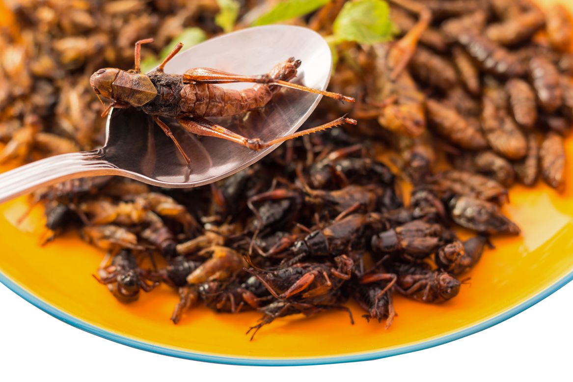 Grasshoppers are commonly eaten as a side dish, snack and lunch-box ingredient in Korea. In Mexico, they are known as chapulines, and are a popular form of street food. Preparation is simple: salt them lightly, put in a bit of water, and<br />simmer until dry. Bigger grasshoppers are deep fried or roasted.