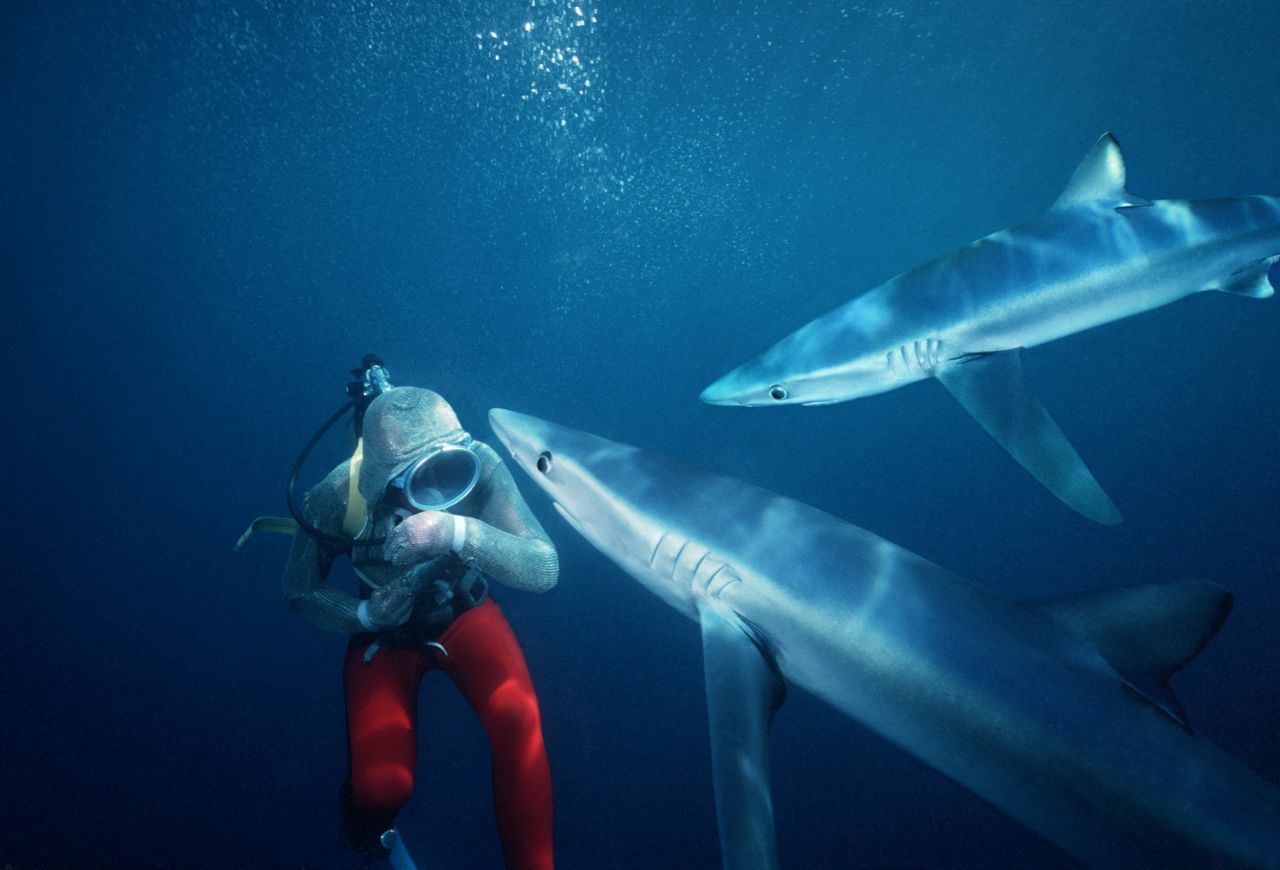 Valerie Taylor with blue sharks off San Diego, California.  