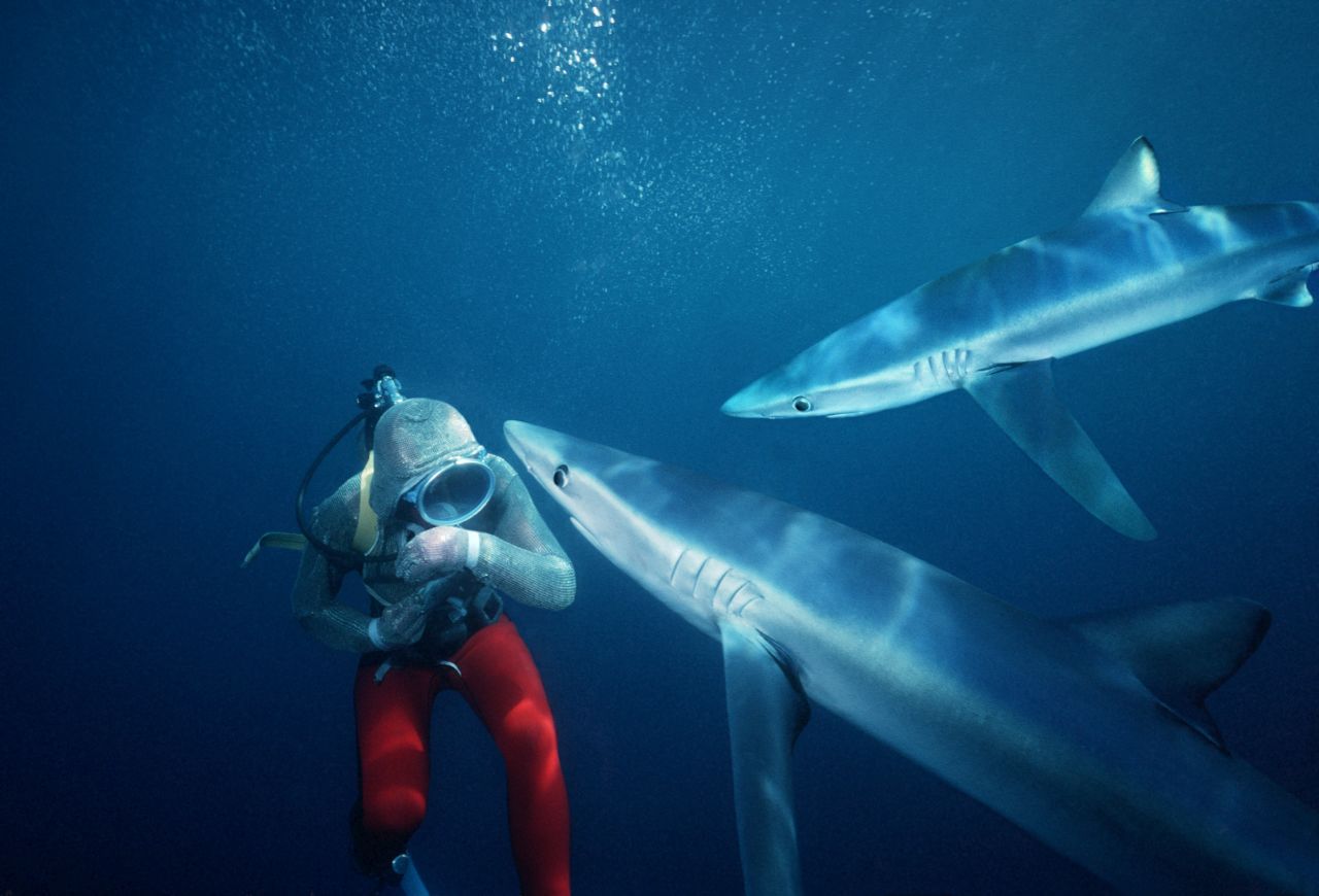 Valerie Taylor with blue sharks off San Diego, California.