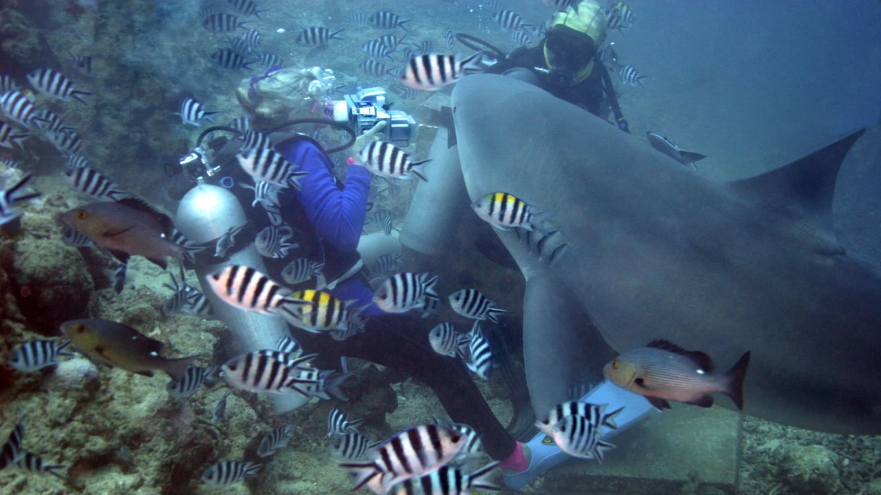 Valerie Taylor photographing a large bull shark that has come in for bait at Shark Reef, Beqa Lagoon, Fiji. 