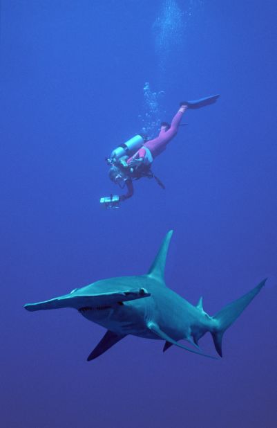 Valerie swimming with a great hammerhead shark