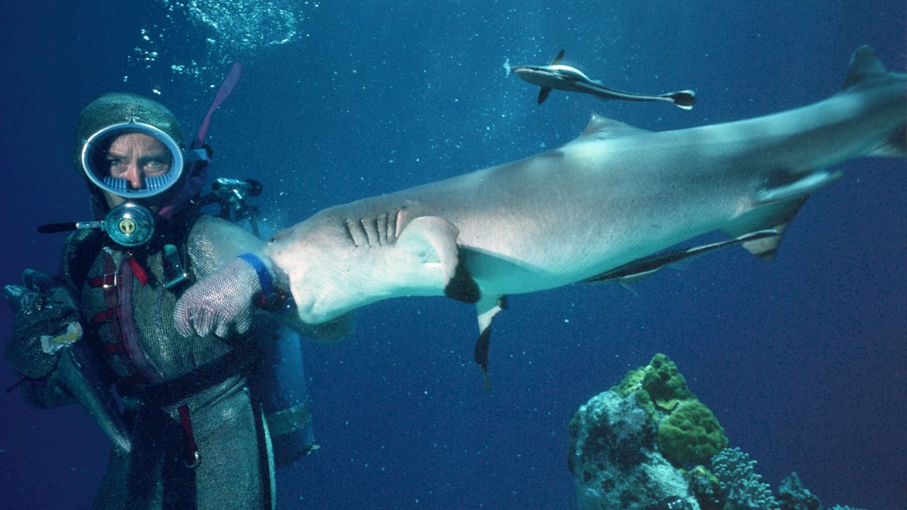 Valerie Taylor has been diving with sharks since the 1960s, and her work as a conservationist is still inspiring others today. <strong>Scroll through the gallery for more photos of her remarkable shark encounters.</strong>