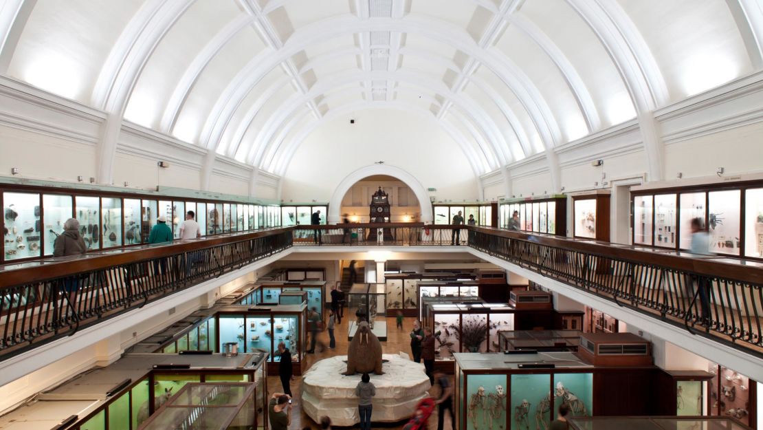 A bloated taxidermied walrus has for over a century been the centerpiece of the Horniman Museum and Gardens, which displays anthropological oddities.