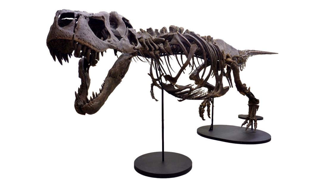 After her discovery in 2013, Victoria's 66-million-year-old, fossilized skeleton was restored bone by bone. She's the second most complete T. rex fossil on record.