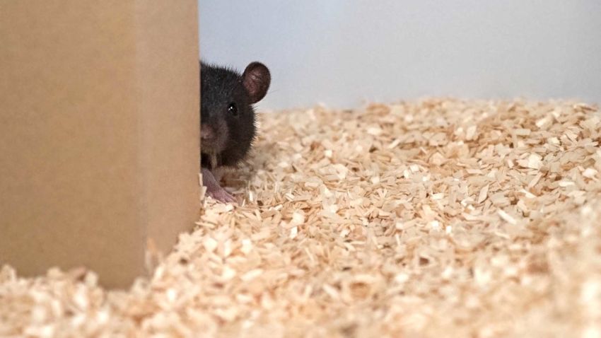 Rats love hide and seek, scientists find