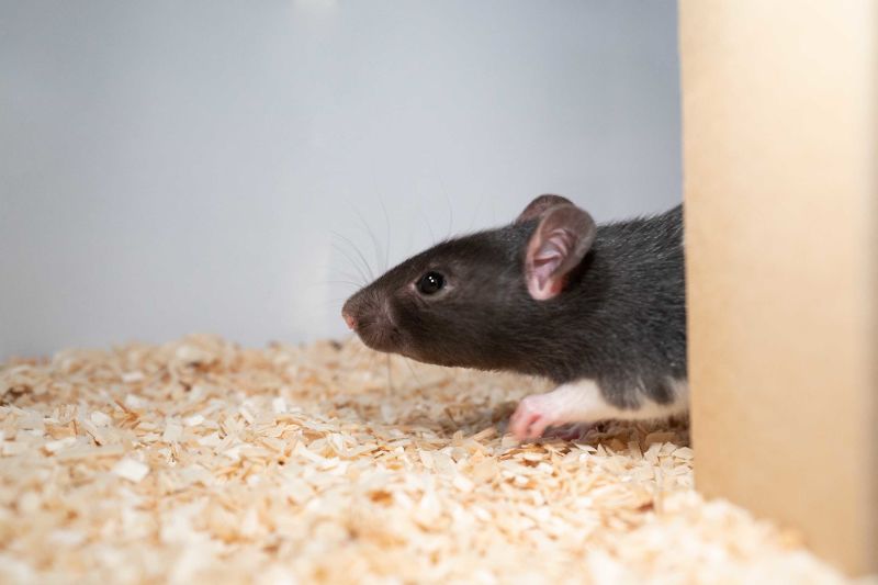 Rats love to play hide and seek, scientists find | CNN