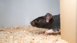 The rats learned how to play hide and seek with human researchers over a period of a few weeks.