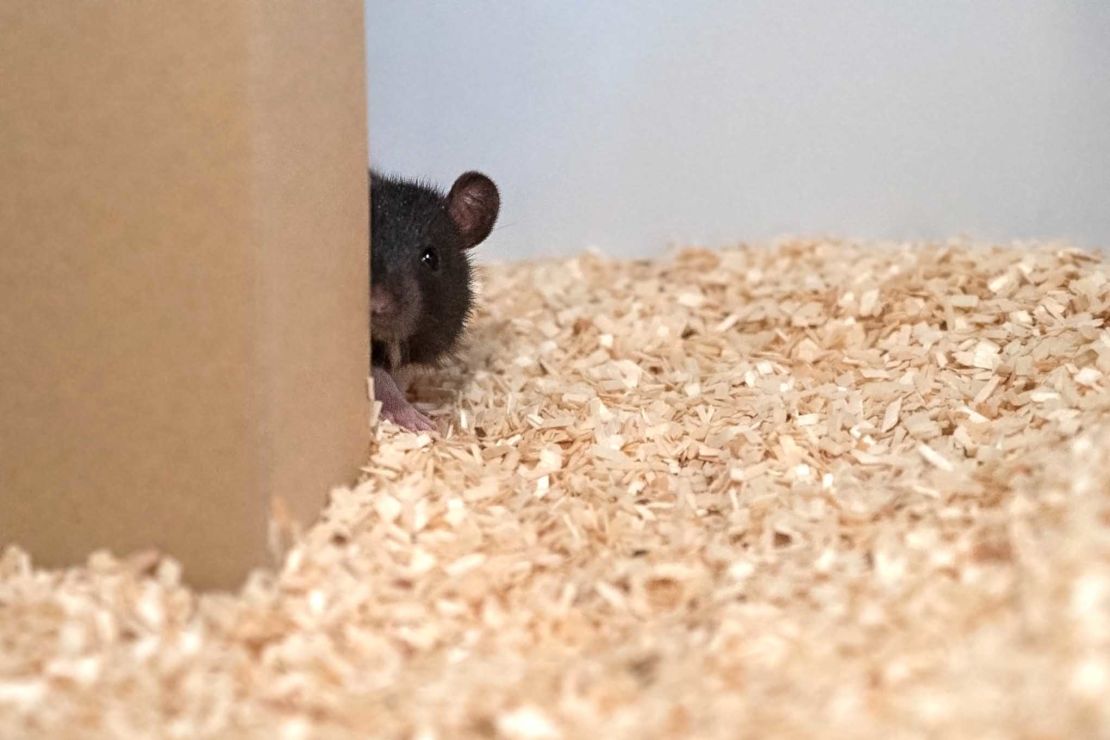 After being discovered, the rats would 're-hide,' even if it stopped them receiving their reward. 