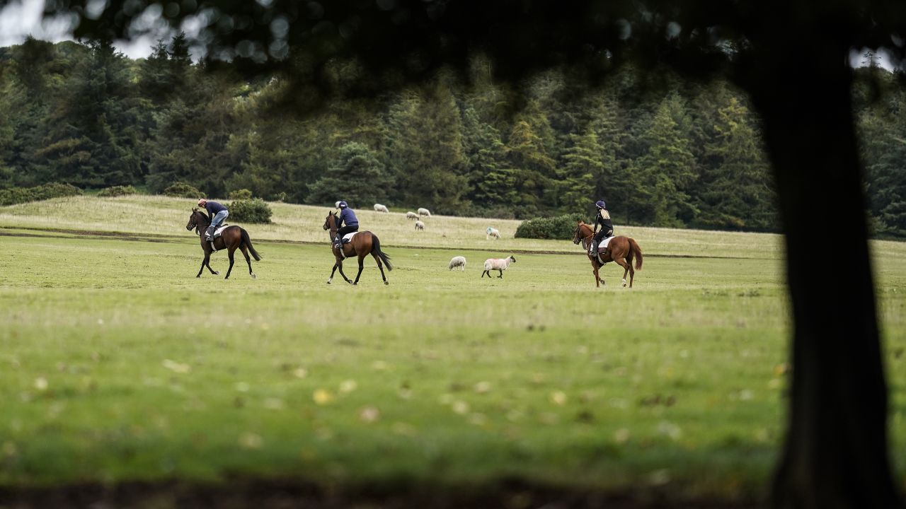 Horses exercise at the Curragh ahead of racing.